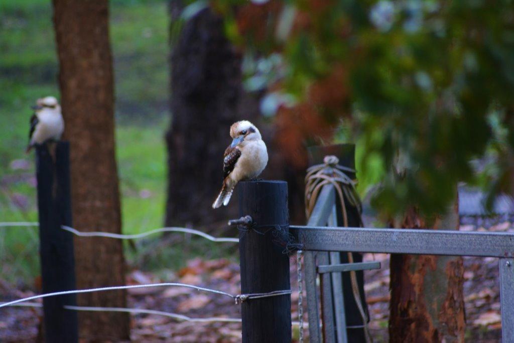 Black Cockatoo Lodge Nannup Exterior foto